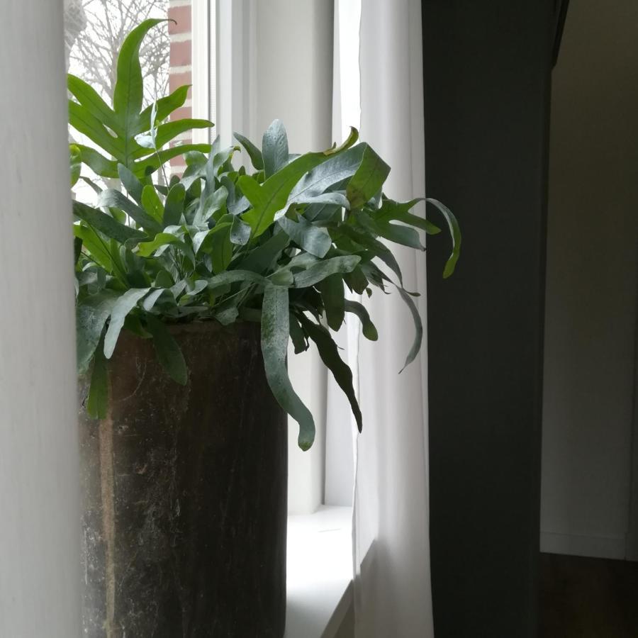 B&B Het Klontje Vriescheloo Zewnętrze zdjęcie